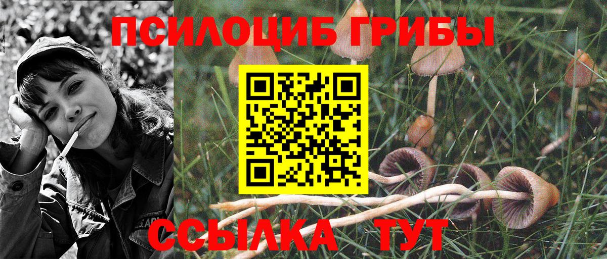 Избербаш  Галлюциногенные грибы Psilocybine cubensis  Вход с VPN 
